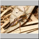 Nomada flava  - Wespenbiene m01a 7mm - Sandgrube Niedringhaussee det.jpg